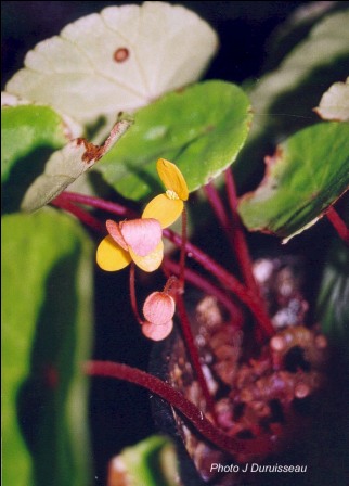 B. potamophila